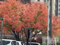 長岡デリヘル長岡人妻市(ナガオカヒトヅマイチ) ななみ★色褪せない『素人感』。(35)の11月20日写メブログ「⬇︎どこのものでしょう？」