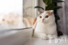 長岡デリヘル長岡人妻市(ナガオカヒトヅマイチ) ななみ★色褪せない『素人感』。(35)の1月18日写メブログ「めり込むアレ」