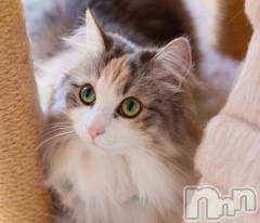 長岡デリヘル長岡人妻市(ナガオカヒトヅマイチ) ななみ★色褪せない『素人感』。(35)の3月2日写メブログ「農場」