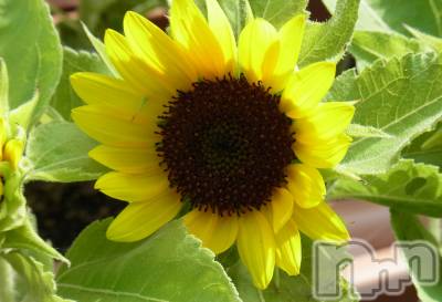 長岡デリヘル 長岡人妻市(ナガオカヒトヅマイチ) ななみ★色褪せない『素人感』。(35)の6月8日写メブログ「おはようございます🌻」