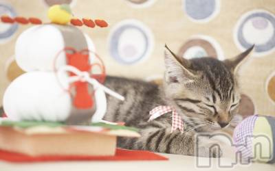 長岡デリヘル 長岡人妻市(ナガオカヒトヅマイチ) ななみ★色褪せない『素人感』。(35)の1月3日写メブログ「増えるもの」