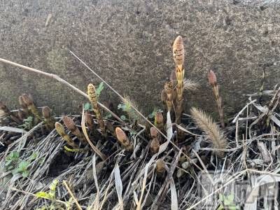 長岡デリヘル 長岡人妻市(ナガオカヒトヅマイチ) ななみ★色褪せない『素人感』。(35)の3月23日写メブログ「見つけた✨」