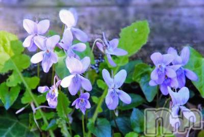 長岡デリヘル 長岡人妻市(ナガオカヒトヅマイチ) ななみ★色褪せない『素人感』。(35)の4月17日写メブログ「毎日の電話」