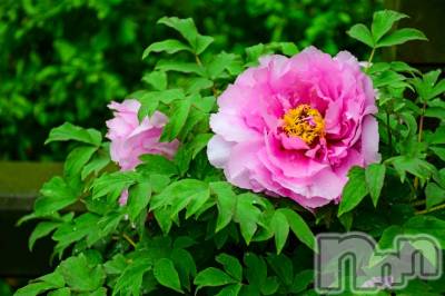 長岡デリヘル 長岡人妻市(ナガオカヒトヅマイチ) ななみ★色褪せない『素人感』。(35)の6月6日写メブログ「えっほ🎶えっほ🎶」