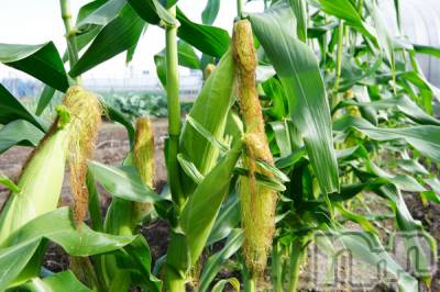 長岡デリヘル 長岡人妻市(ナガオカヒトヅマイチ) ななみ★色褪せない『素人感』。(35)の8月4日写メブログ「美味しいお話😋」