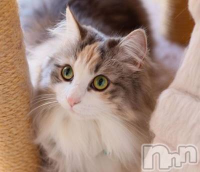 長岡デリヘル 長岡人妻市(ナガオカヒトヅマイチ) ななみ★色褪せない『素人感』。(35)の3月2日写メブログ「農場」