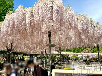 長岡デリヘル 長岡人妻市(ナガオカヒトヅマイチ) ななみ★色褪せない『素人感』。(35)の4月20日写メブログ「行ってきました🎶」