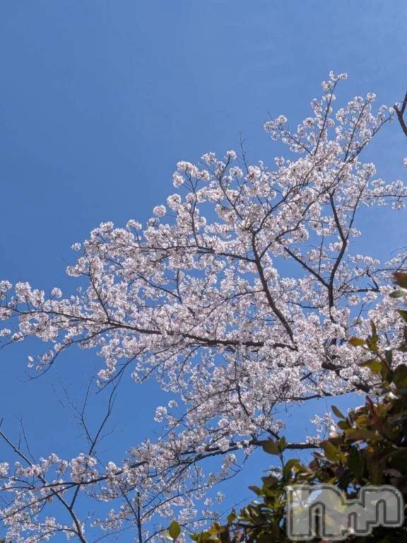 新潟デリヘル熟女の風俗 最終章(ジュクジョノフウゾクサイシュウショウ)りょう(50)の2026年4月6日写メブログ「🩷Ｔちゃんへありがと」