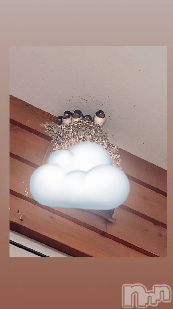 ĮХ顦֥ ץ ( ץ ) 䡡716̥֥🐤🐦