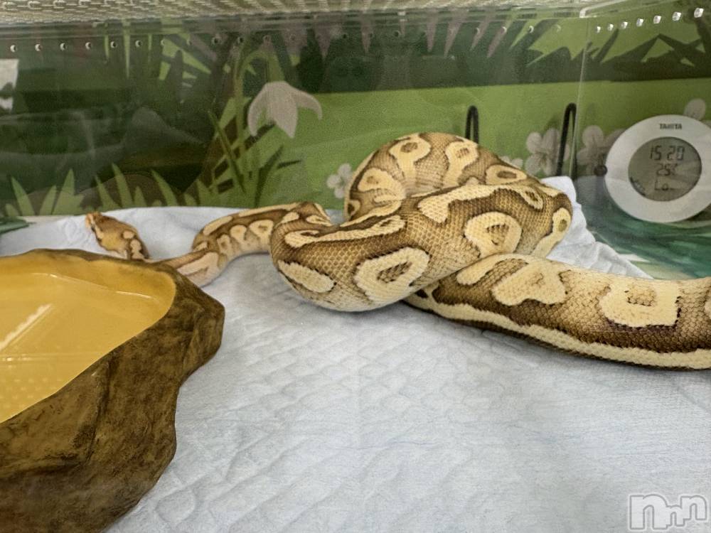 ĮХ顦֥ ץ ( ץ ) 䡡130̥֥🐍