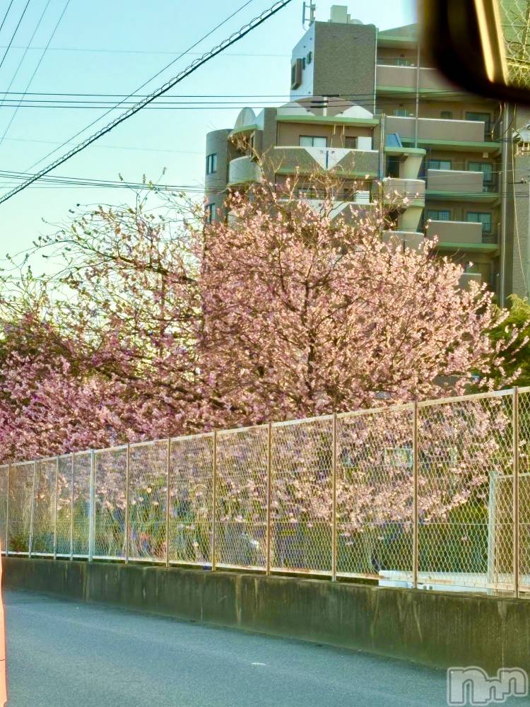 ĮХ顦֥ ץ ( ץ ) 䡡317̥֥🌸