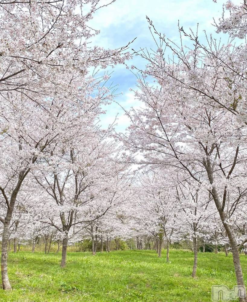ĮХ顦֥ ץ ( ץ ) 䡡417̥֥🌸