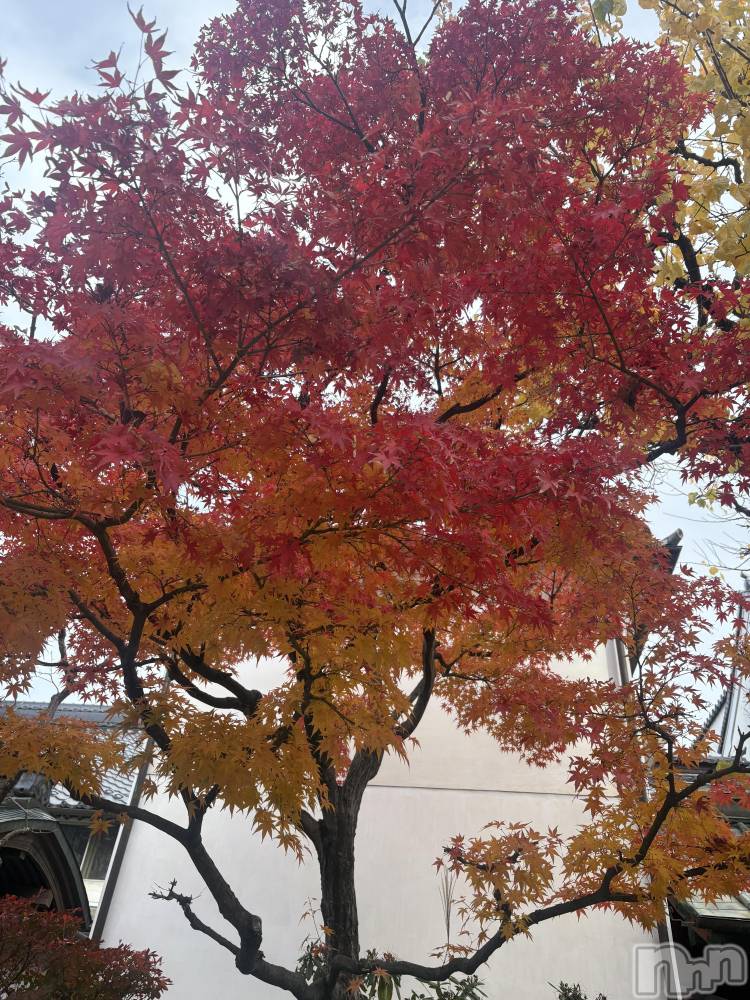 ��Į����Х��顦����֥���� �ץ���� ����(����� �ץ���� ������) ���䡡����12��15���̥�֥�����🍁✨��