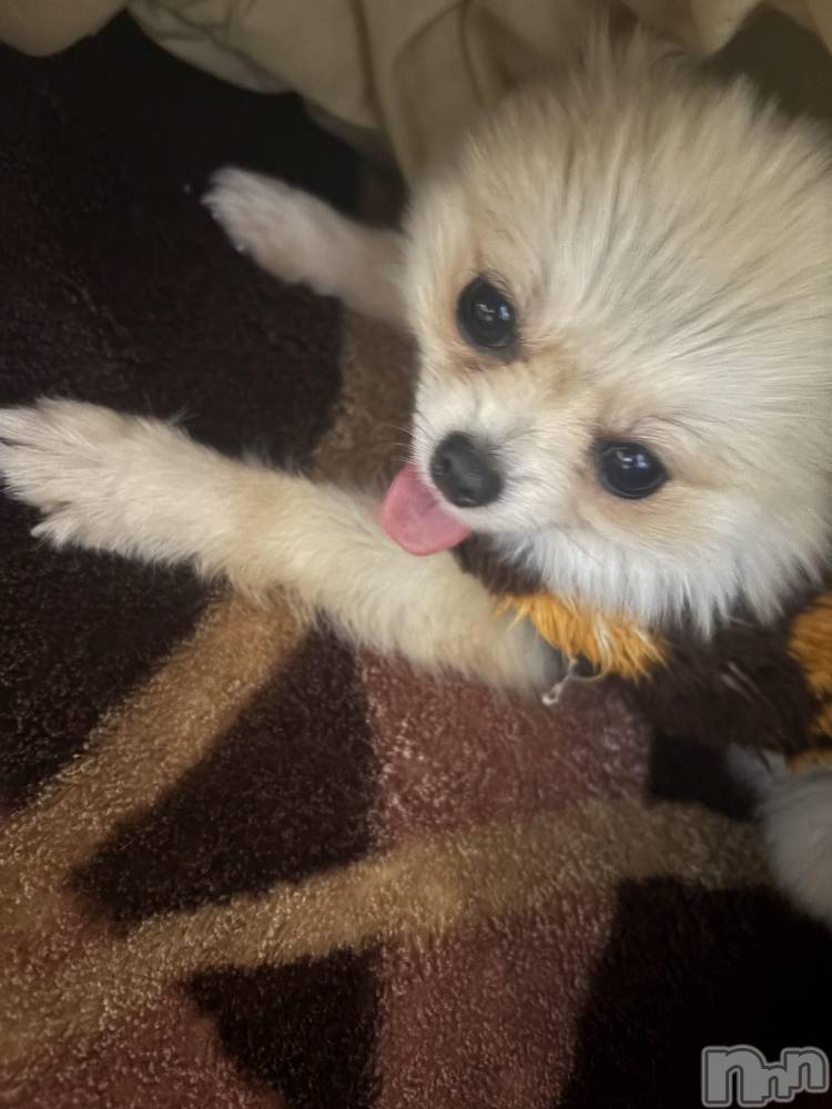 ��Į����Х��顦����֥���� �ץ���� ����(����� �ץ���� ������) ���䡡����1��9���̥�֥�����𐔌՞��·��՞𐦯��