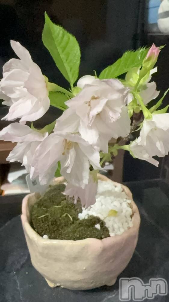 ��Į����Х��顦����֥���� �ץ���� ����(����� �ץ���� ������) ���䡡����4��6���̥�֥�����🌸��