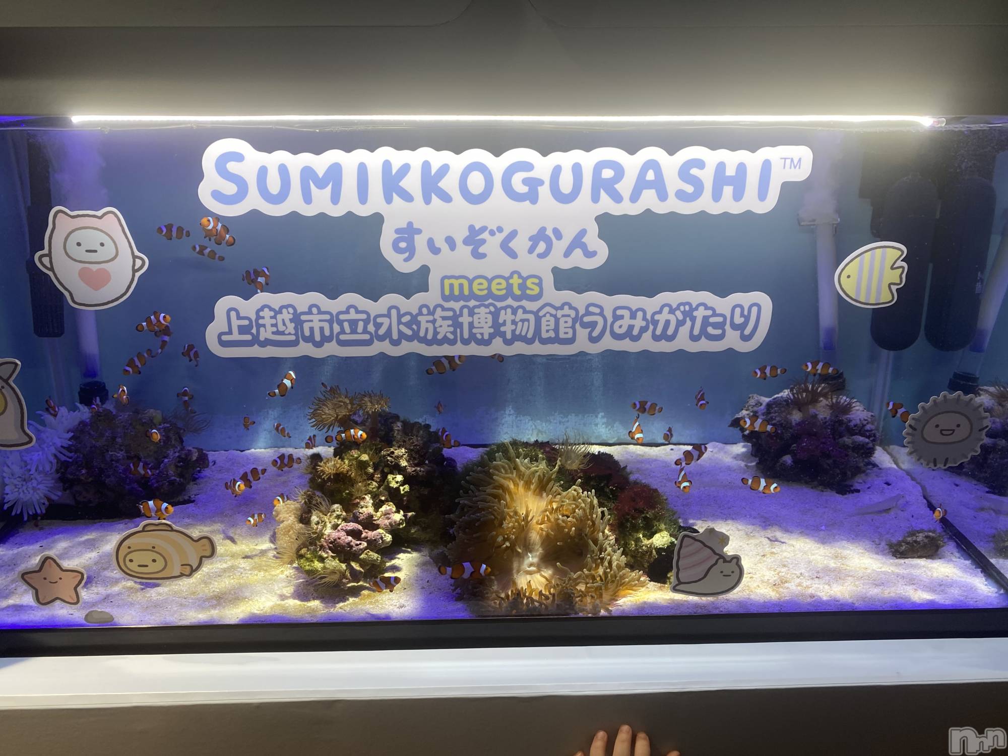 ĮХ顦֥ ץ ( ץ ) 2024ǯ729̥֥֡뎥🐠
