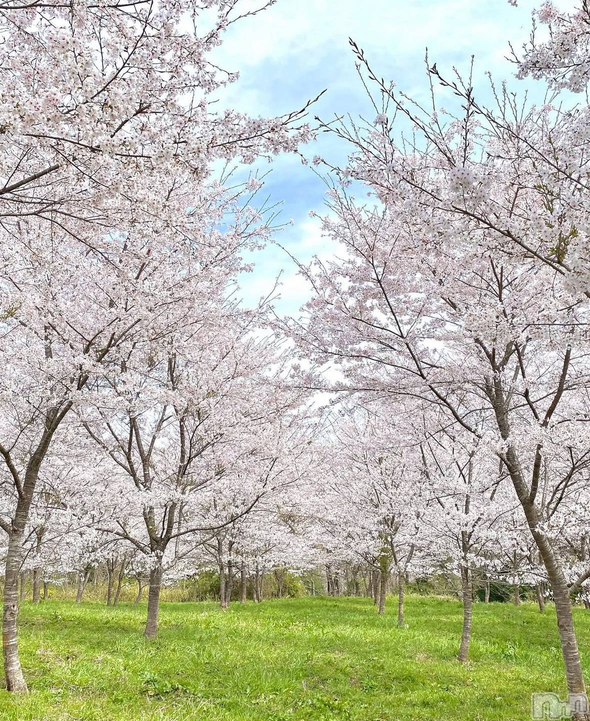 ĮХ顦֥ ץ ( ץ ) 2025ǯ417̥֥🌸