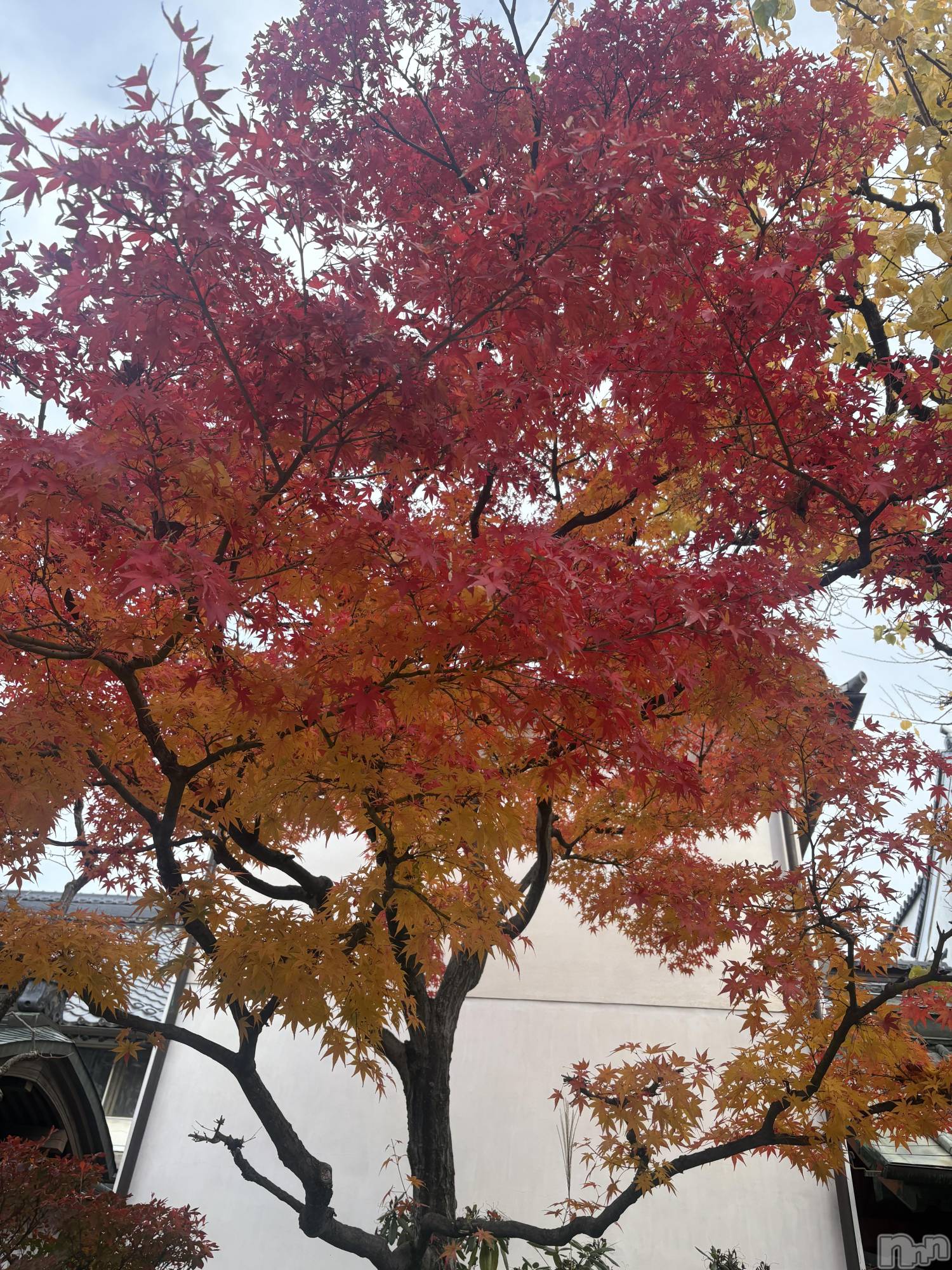 ��Į����Х��顦����֥���� �ץ���� ����(����� �ץ���� ������) ��2025ǯ12��15���̥�֥�����🍁✨��