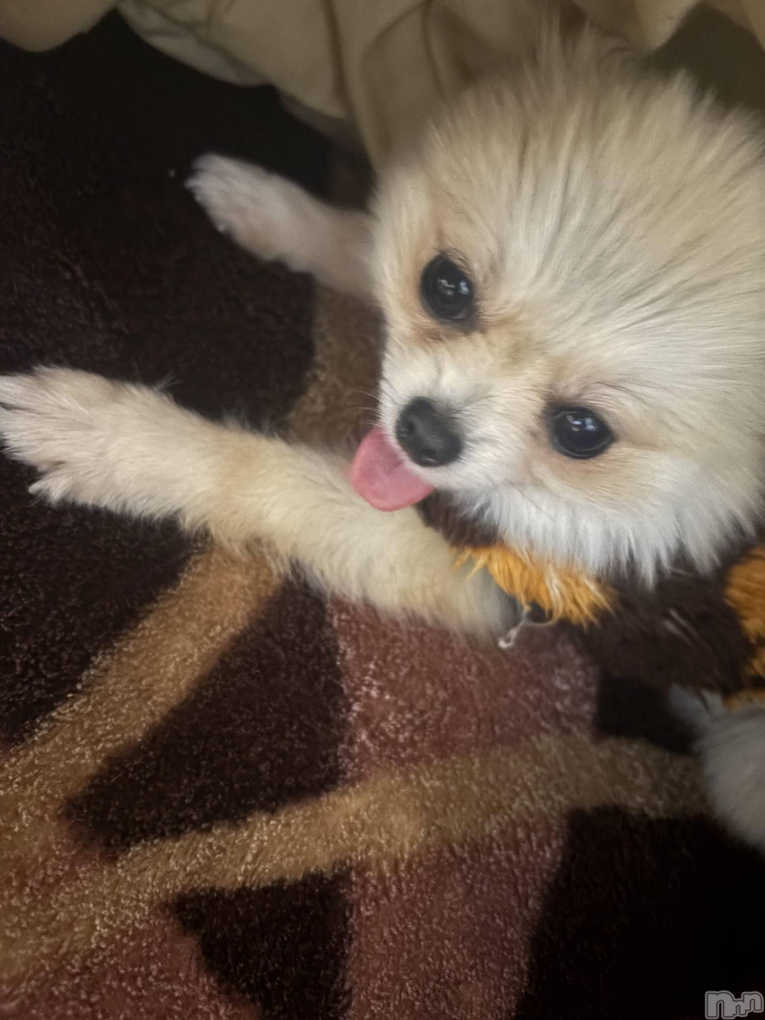 ��Į����Х��顦����֥���� �ץ���� ����(����� �ץ���� ������) ��2026ǯ1��9���̥�֥�����𐔌՞��·��՞𐦯��