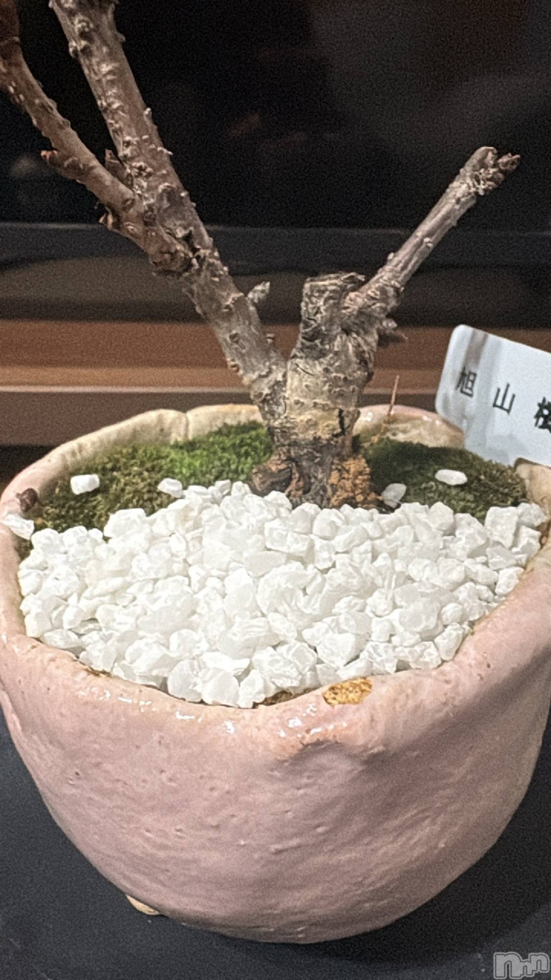 ��Į����Х��顦����֥���� �ץ���� ����(����� �ץ���� ������) ��2026ǯ3��12���̥�֥�����🌸��