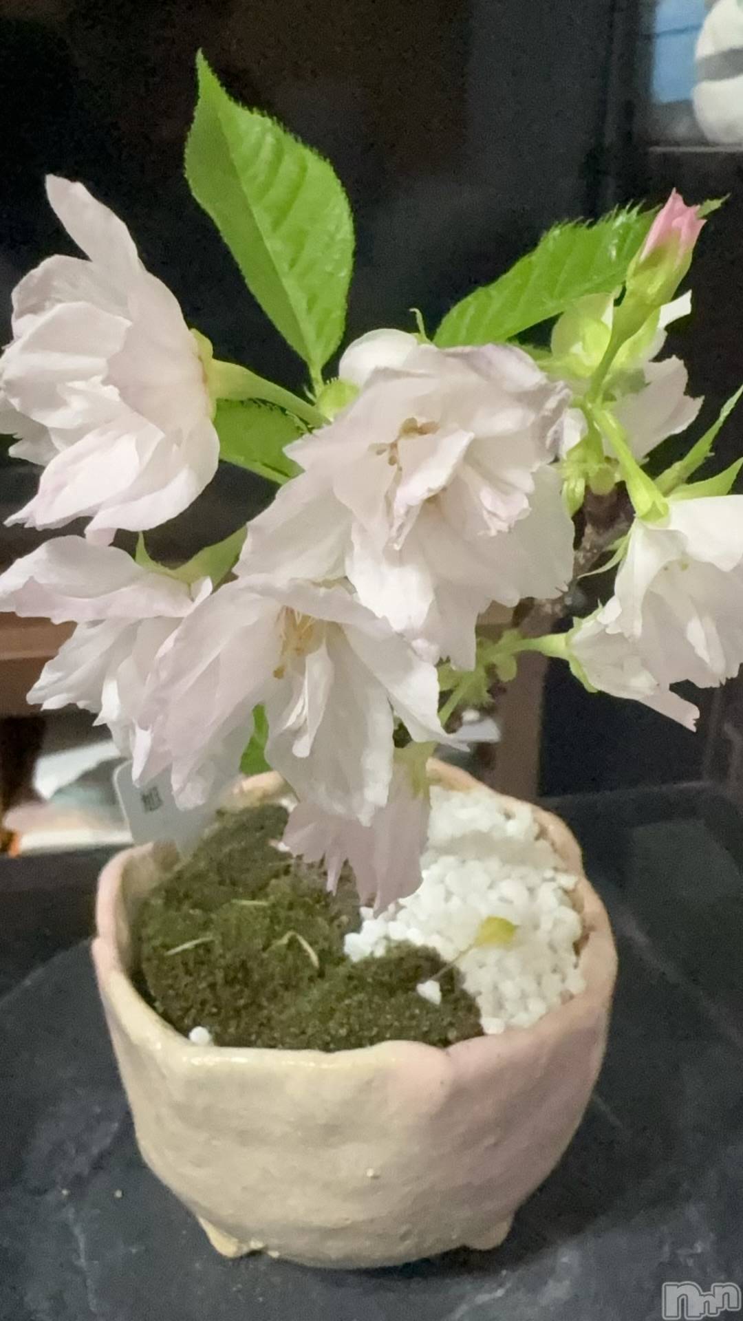 ��Į����Х��顦����֥���� �ץ���� ����(����� �ץ���� ������) ��2026ǯ4��6���̥�֥�����🌸��