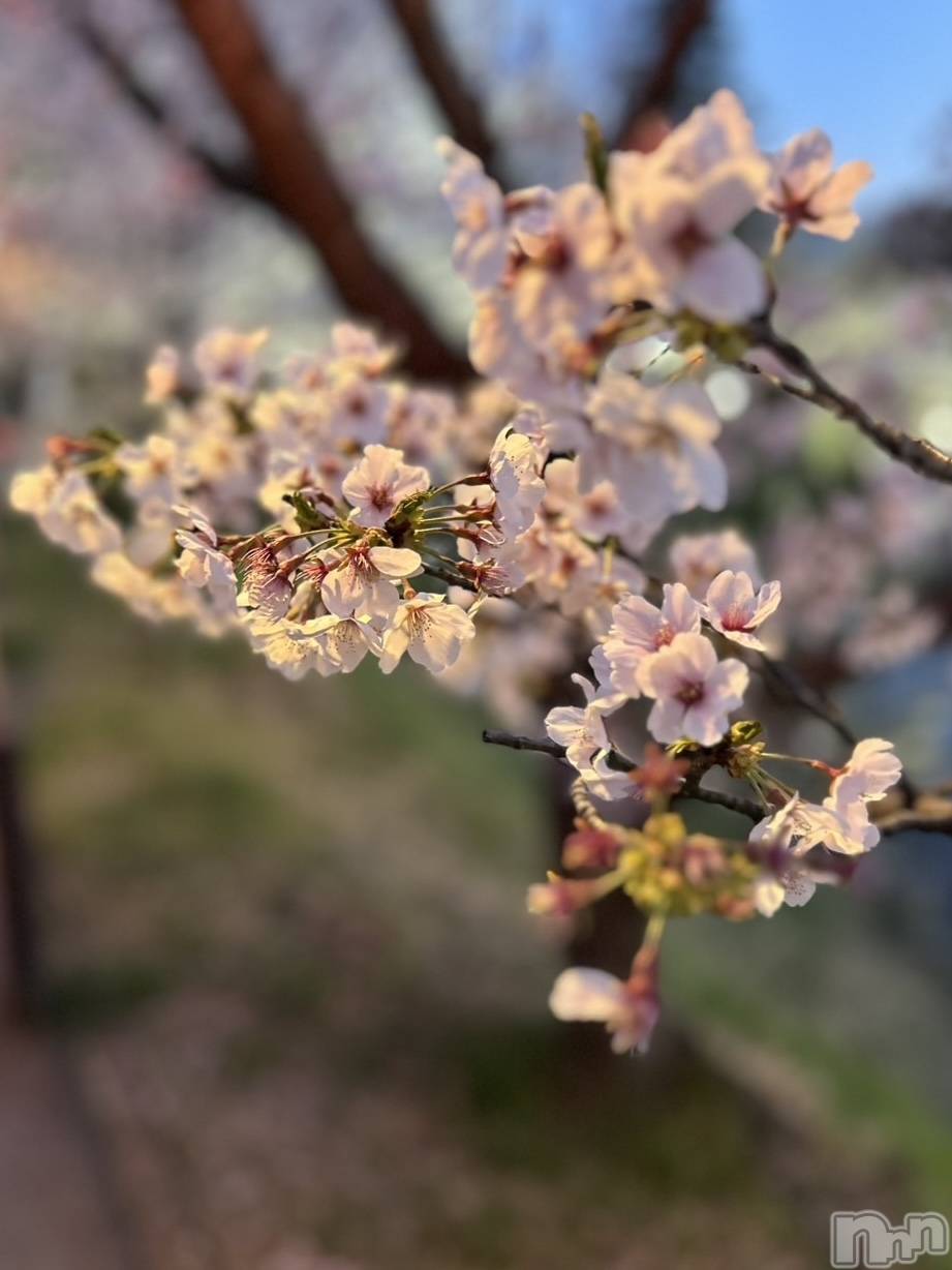 ��Į����Х��顦����֥���� �ץ���� ����(����� �ץ���� ������) ��2026ǯ4��9���̥�֥�����🌸��