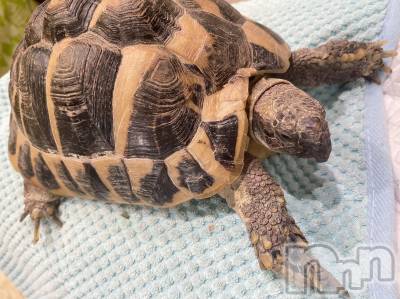 ĮХ顦֥ ץ ( ץ ) 䡡52̥֥🐢💚