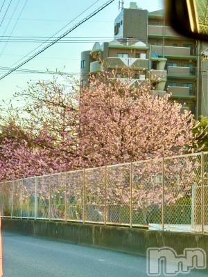 ĮХ顦֥ ץ ( ץ ) 䡡317̥֥🌸