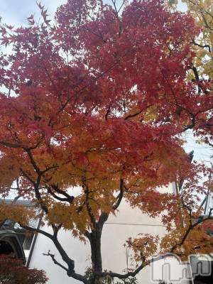 ��Į����Х��顦����֥���� �ץ���� ����(����� �ץ���� ������) ���䡡����12��15���̥�֥�����🍁✨��