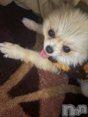 ��Į����Х��顦����֥���� �ץ���� ����(����� �ץ���� ������) ���䡡����1��9���̥�֥�����𐔌՞��·��՞𐦯��