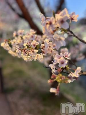 ��Į����Х��顦����֥���� �ץ���� ����(����� �ץ���� ������) ���䡡����4��9���̥�֥�����🌸��