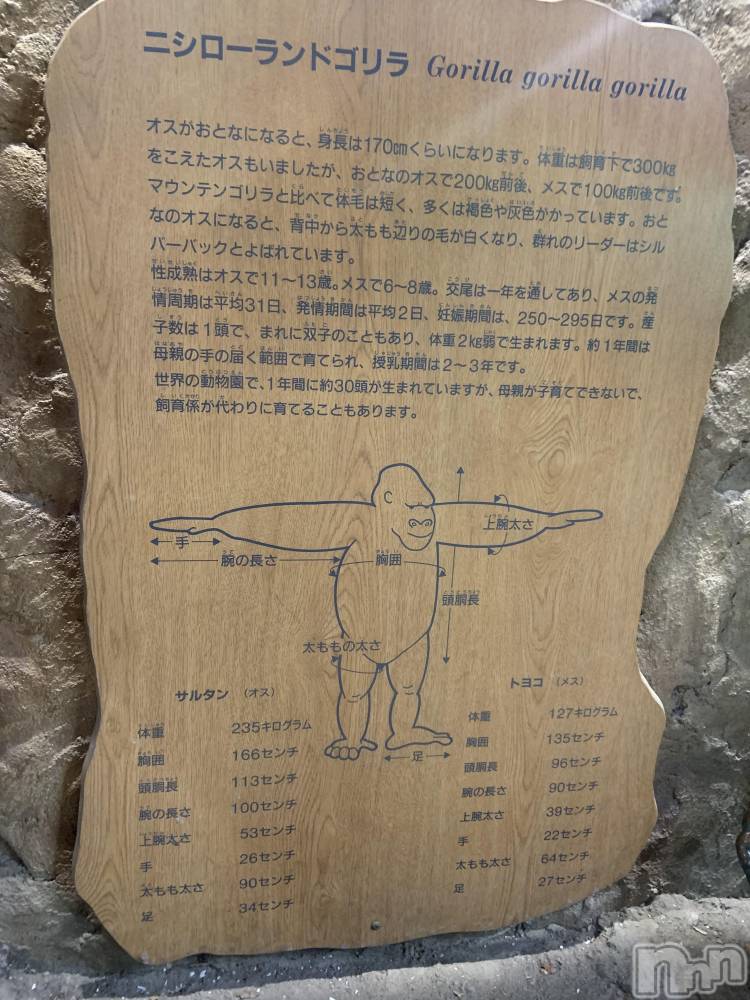 Ʋʥå륺СMuscat`s(ޥå) 礦113̥֥֤🦍🦍🦍🦍🦍