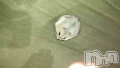 新潟メンズエステあろまえすて＠新潟(アロマエステアットニイガタ) 伊吹＊いぶき(42)の2月20日動画「私を越える調教師」