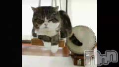 新潟メンズエステあろまえすて＠新潟(アロマエステアットニイガタ) 伊吹＊いぶき(42)の1月13日動画「今年の干支は🐱」