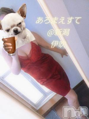 㡦ȯĥꥢ󥺥Ƥޤơ(ޥƥåȥ˥) ˿֤(42)102̥֥֤⤦10