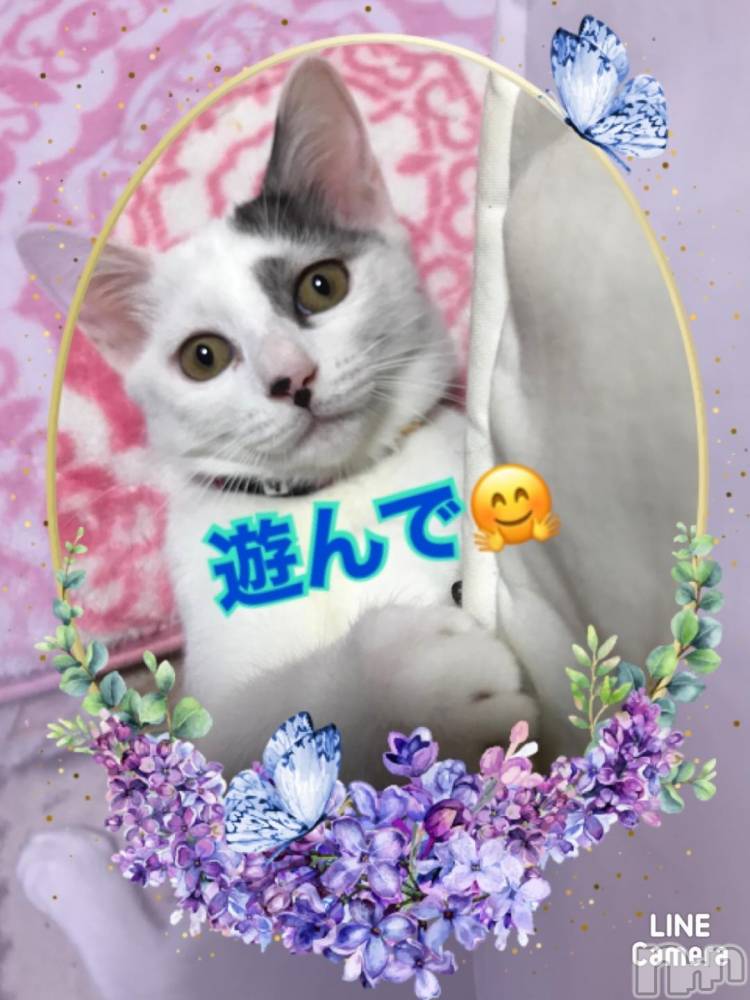 新潟人妻デリヘル熟女の風俗 最終章(ジュクジョノフウゾクサイシュウショウ) れお(45)の12月3日写メブログ「出勤丸～💪」