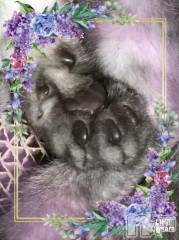 新潟デリヘル熟女の風俗 最終章(ジュクジョノフウゾクサイシュウショウ) れお(45)の6月8日写メブログ「|•͈ ·̫ •͈ ᐡ)ﾁﾗｯ」