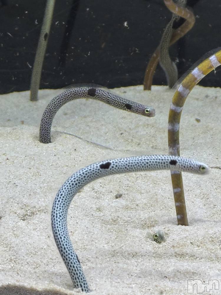 ��ˬ����Х��顦�����CLUB Red(����� ��å�) �ʥʤ�4��16���̥�֥����֡뎥🐠🤍��