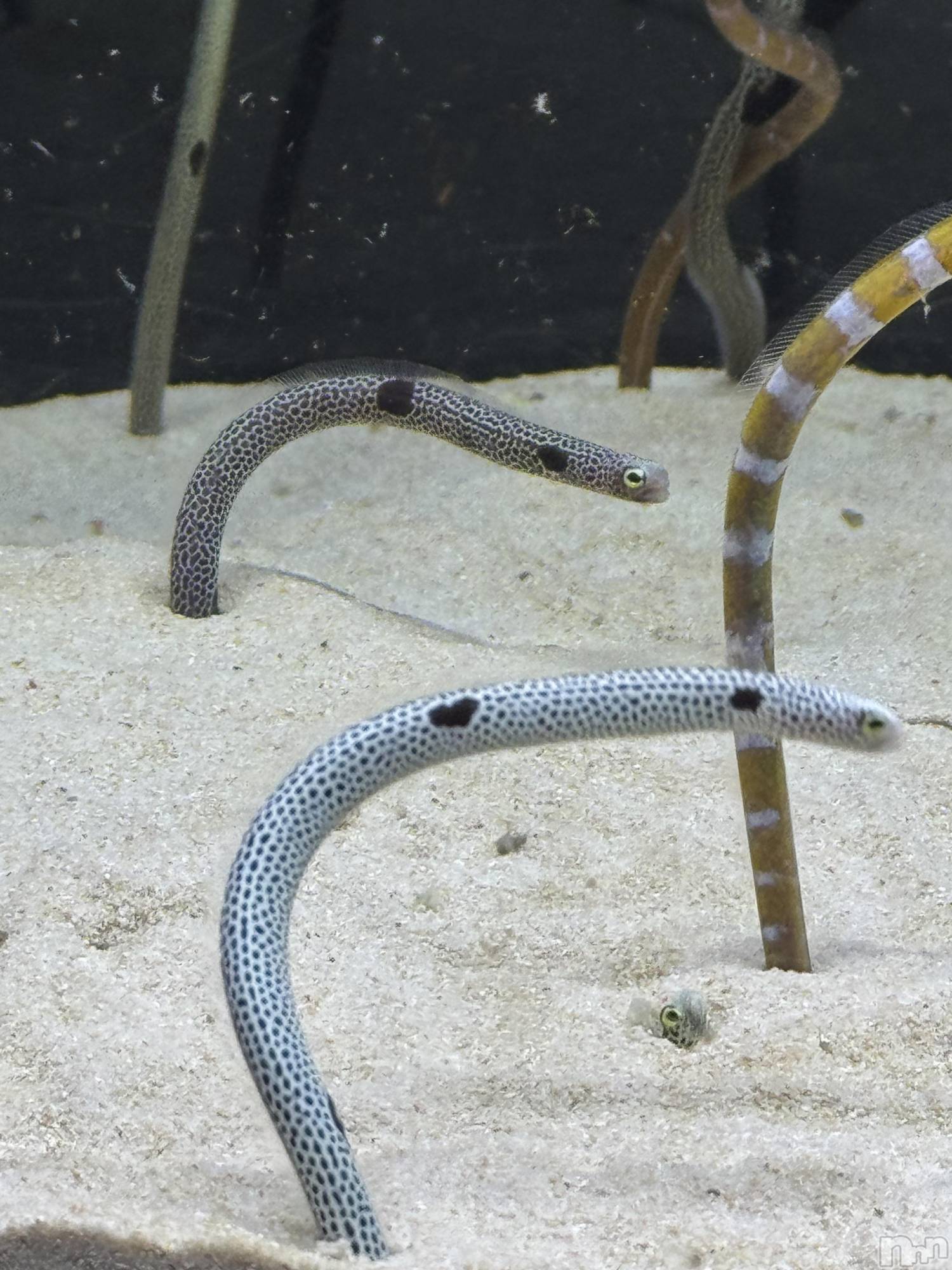 ��ˬ����Х��顦�����CLUB Red(����� ��å�) ��2025ǯ4��16���̥�֥����֡뎥🐠🤍��