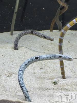 ��ˬ����Х��顦�����CLUB Red(����� ��å�) �ʥ�(18)��4��16���̥�֥����֡뎥🐠🤍��