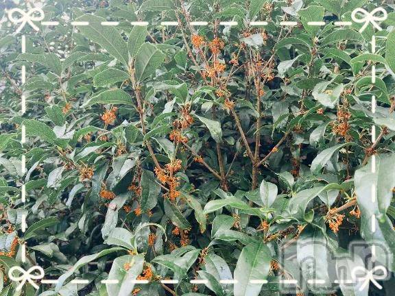 新潟デリヘル熟女の風俗 最終章(ジュクジョノフウゾクサイシュウショウ) こずえ(35)の10月28日写メブログ「♪金木犀♪」