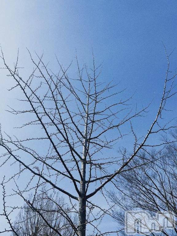 新潟デリヘル熟女の風俗 最終章(ジュクジョノフウゾクサイシュウショウ)こずえ(35)の2026年2月24日写メブログ「いい天気！」