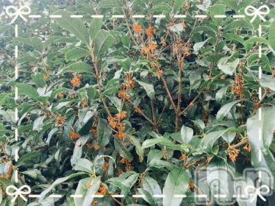 新潟デリヘル 熟女の風俗 最終章(ジュクジョノフウゾクサイシュウショウ) こずえ(35)の10月28日写メブログ「♪金木犀♪」