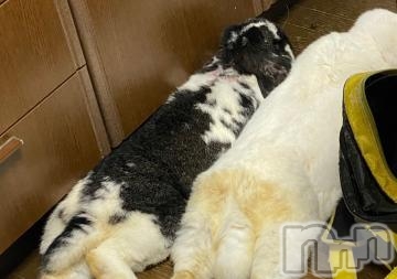 飯田デリヘル長野飯田ちゃんこ(ナガノイイダチャンコ) かすみ(37)の4月1日写メブログ「おはようございます」