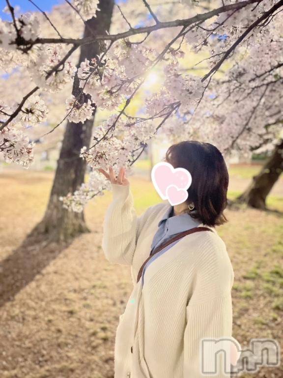 三条デリヘルalphaGOLD(アルファゴールド) かなで(22)の4月14日写メブログ「満開のさくら🌸」
