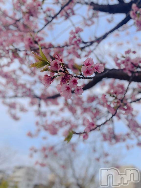 三条デリヘルalphaGOLD(アルファゴールド)かなで(22)の2025年4月8日写メブログ「春のお届け🌸✨」