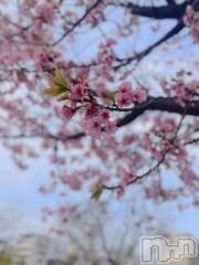 三条デリヘルalphaGOLD(アルファゴールド) かなで(22)の4月8日写メブログ「春のお届け🌸✨」