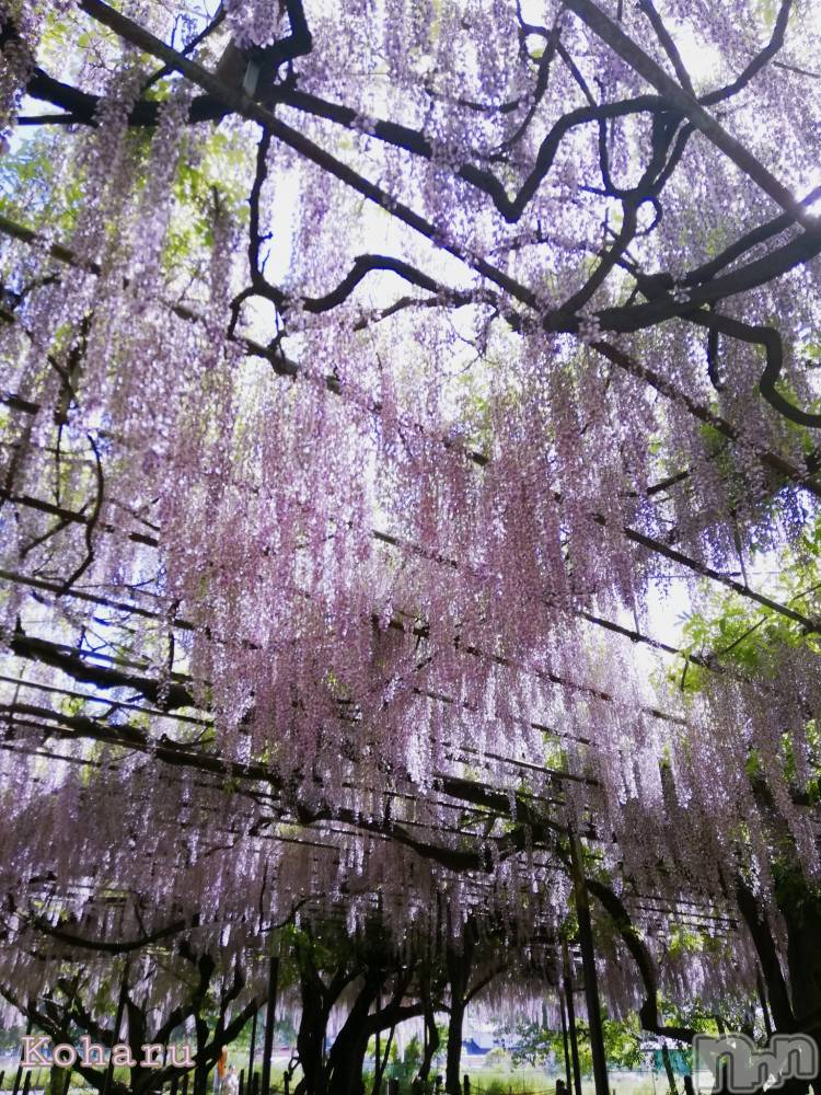 長岡風俗エステ長岡風俗出張アロママッサージ(ナガオカフウゾクシュッチョウアロママッサージ) 女子アナ級美人☆こはる(32)の5月20日写メブログ「貴方に贈る藤の花言葉🥰」