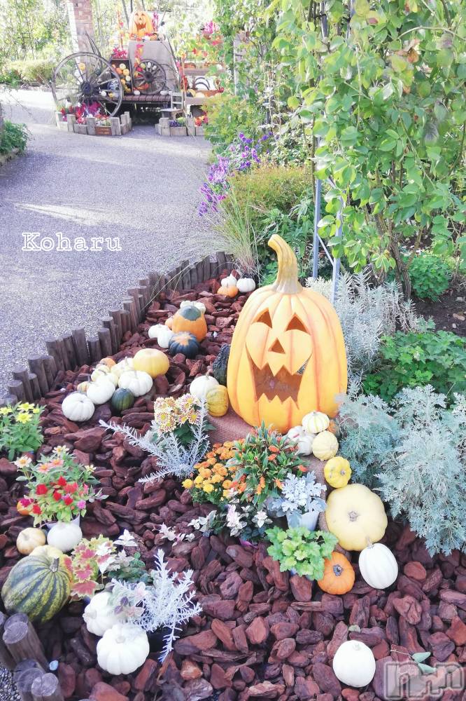 長岡デリヘル長岡風俗出張アロママッサージ(ナガオカフウゾクシュッチョウアロママッサージ) 睾丸前立腺エステ☆こはる(32)の10月31日写メブログ「今回はアレのクイズ😏」