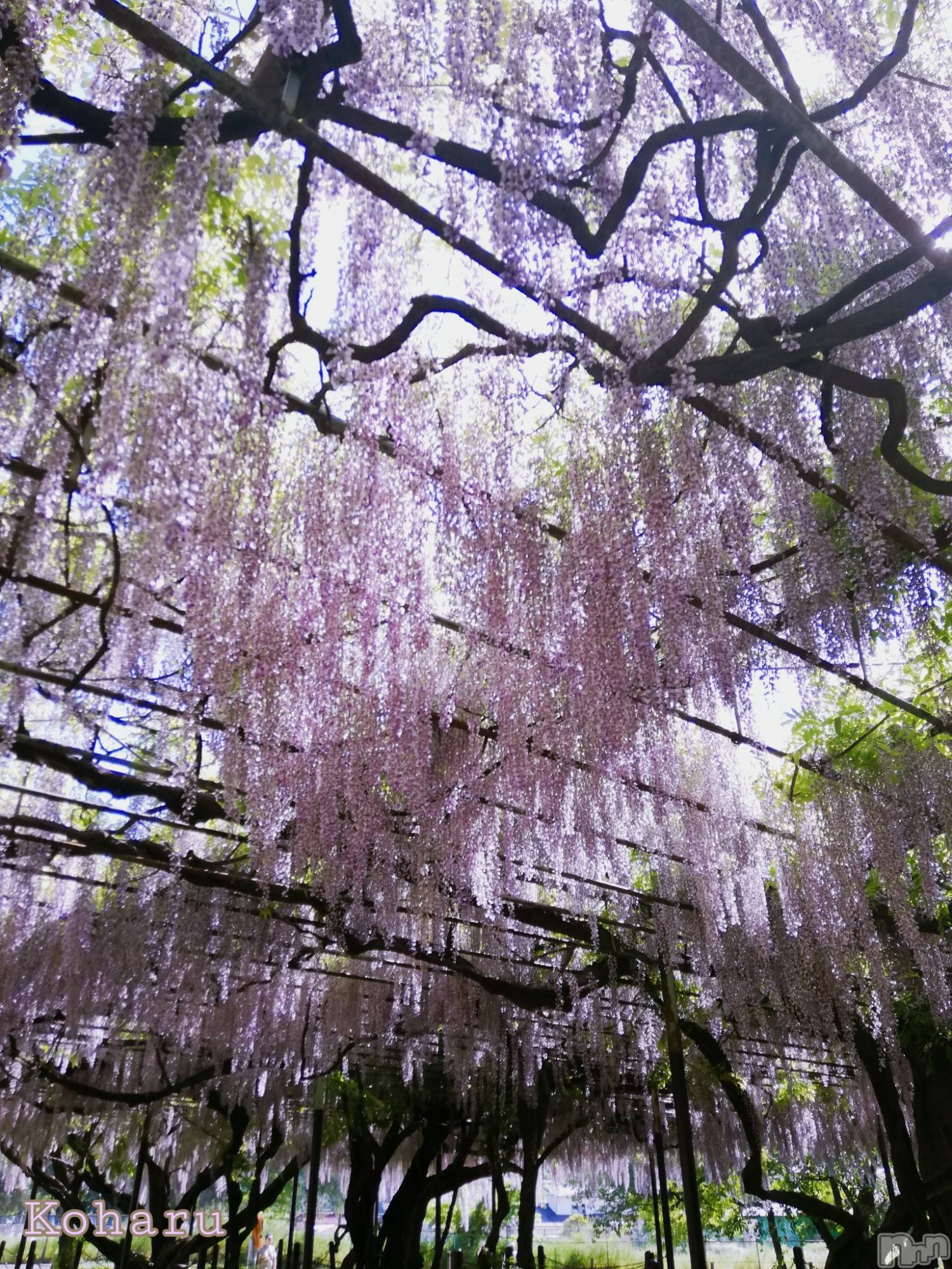 長岡デリヘル長岡風俗出張アロママッサージ(ナガオカフウゾクシュッチョウアロママッサージ)睾丸前立腺エステ☆こはる(32)の2025年5月20日写メブログ「貴方に贈る藤の花言葉🥰」